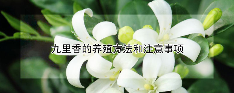 九里香的養(yǎng)殖方法和注意事項(xiàng)