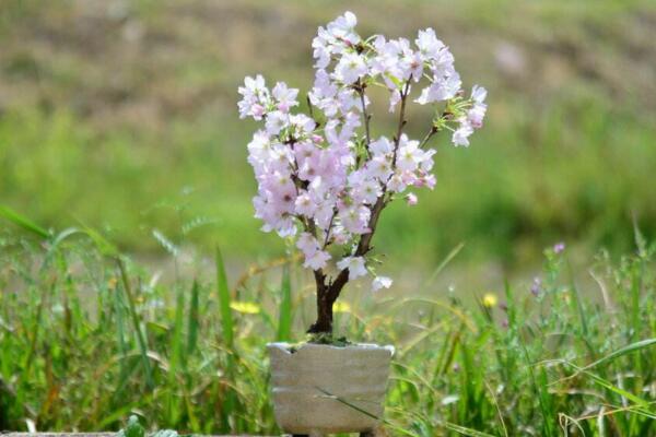 櫻花可以放在室內(nèi)嗎，室內(nèi)養(yǎng)護(hù)一定要加強(qiáng)光照