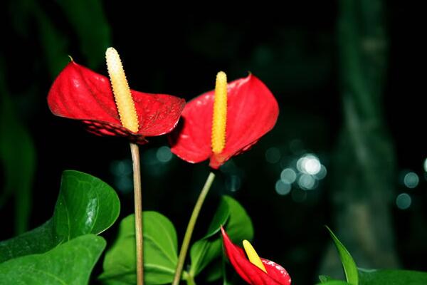 紅掌的寓意是什么，大展宏圖、火熱與希望