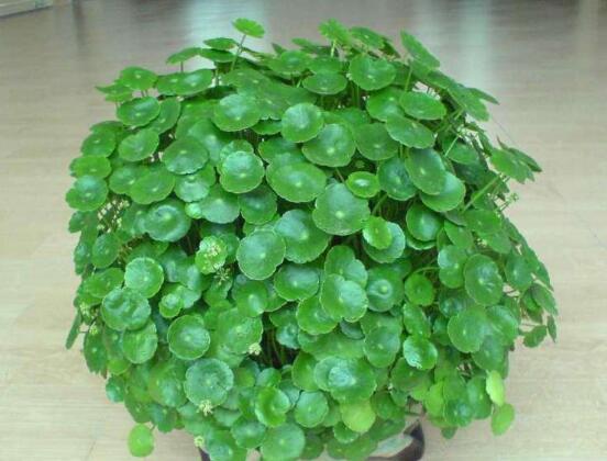銅錢(qián)草的養(yǎng)殖方法和注意事項(xiàng)，老農(nóng)總結(jié)八大基本方法