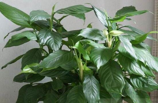大葉萬年青有毒嗎，誤食會(huì)導(dǎo)致聲帶嘶啞、失明