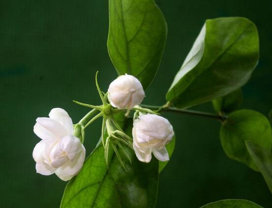茉莉花葉子發(fā)黃怎么辦，茉莉花葉子發(fā)黃解決辦法