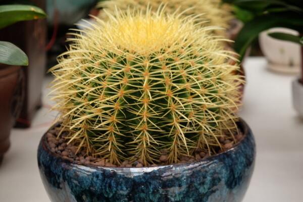仙人球澆水方法，不同的季節(jié)植株對(duì)水分的需求不同