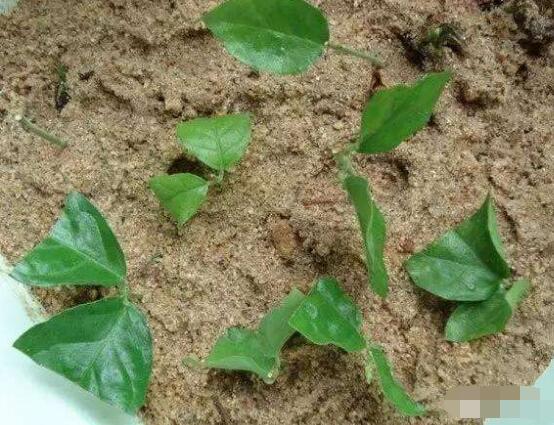 茉莉花怎么繁殖，茉莉花繁殖方法