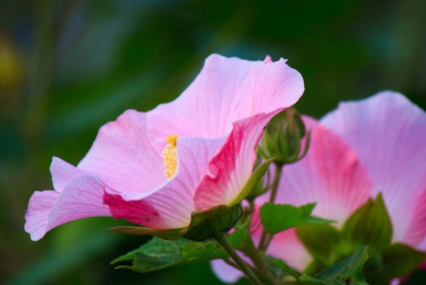 木芙蓉花的病蟲害防治，對癥下藥很重要