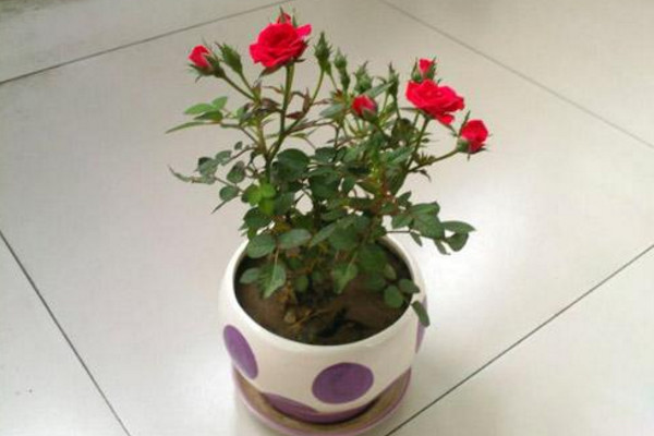 玫瑰花枯萎了怎么救活，更換土壤/控制光照/停止施肥
