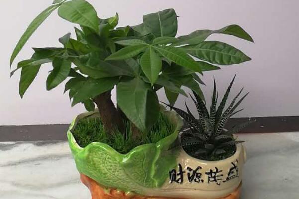 發(fā)財樹怎么分株，發(fā)財樹扦插繁殖方法