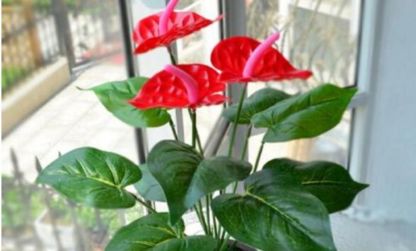 家庭養(yǎng)紅掌有什么好處，最為主要的4大好處