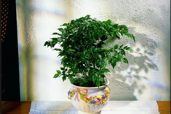 幸福樹怎么養(yǎng)才能茂盛，要做好以下四大方面