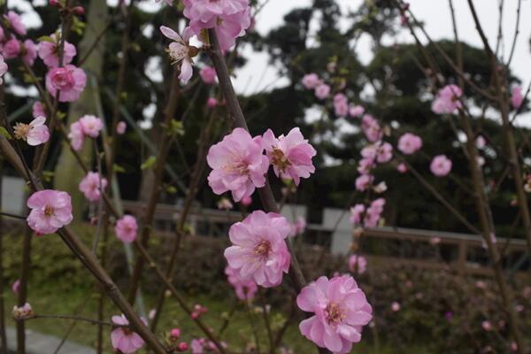 桃花用什么土栽培，使用輕壤土進行養(yǎng)護