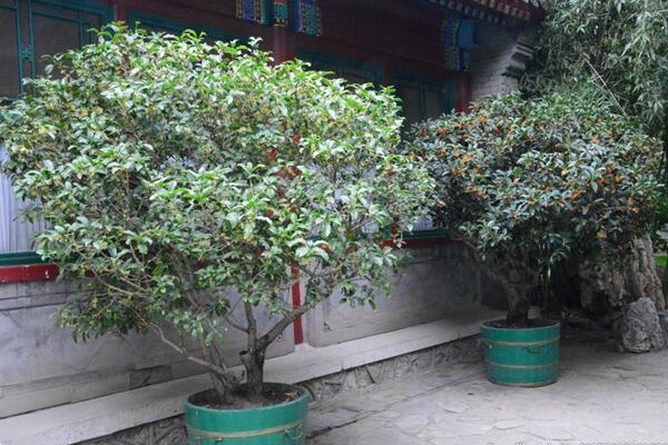 桂花掉葉子是怎么回事，4種原因?qū)е鹿鸹ㄈ~片掉落