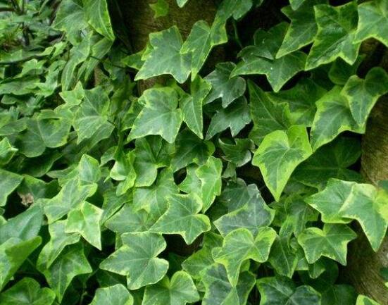 常春藤和爬山虎的區(qū)別，三個(gè)方法教你簡單分辨