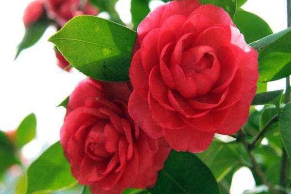 茶花葉苞和花苞區(qū)別
