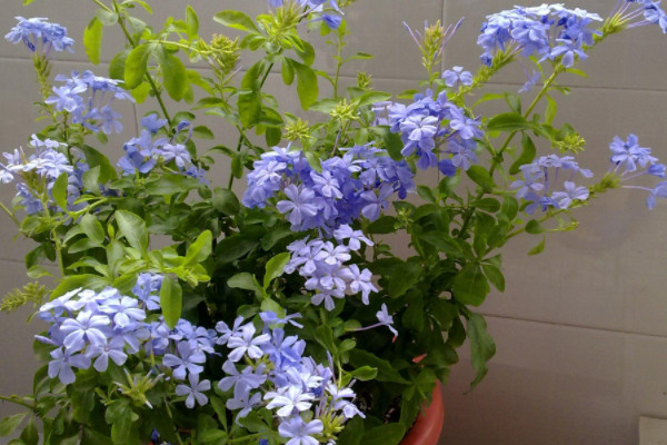 藍(lán)雪花修剪后怎么養(yǎng)護(hù)