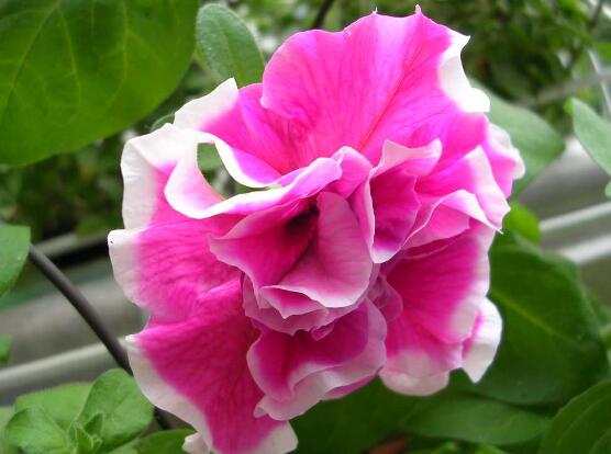 牽牛花的特點(diǎn)有哪些，細(xì)數(shù)牽牛花六大特點(diǎn)