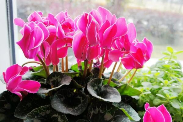 仙客來花期養(yǎng)護(hù)及花后管理，最重要的5個(gè)步驟