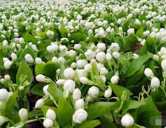 茉莉花葉子發(fā)黃怎么辦，茉莉花葉子發(fā)黃解決辦法