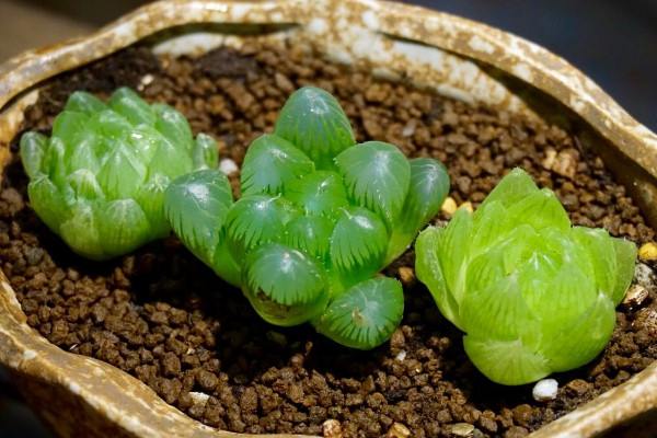十大最貴多肉排行，霓虹燈玉露拍賣底價(jià)在十萬以上