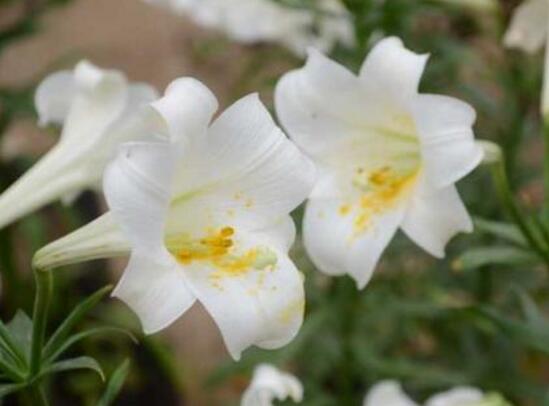 百合花什么時(shí)候開花，百合花不開花怎么辦/適當(dāng)光照