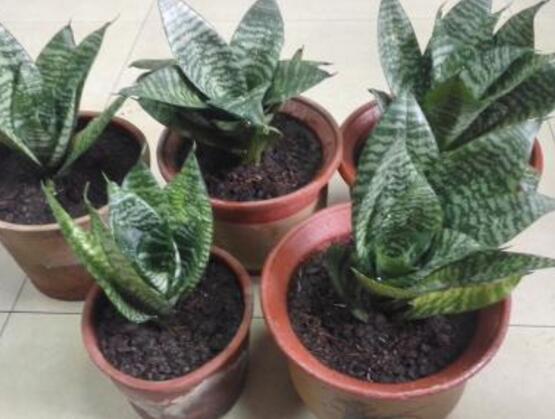 虎皮蘭的病害及防治，虎皮蘭五大病害及防治方法
