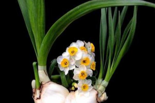 水培水仙花怎么養(yǎng)殖