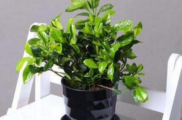梔子花為什么不開花，5種原因以及處理方法