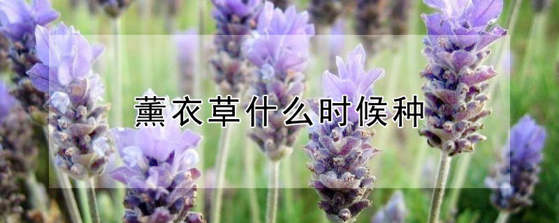 薰衣草什么時(shí)候種