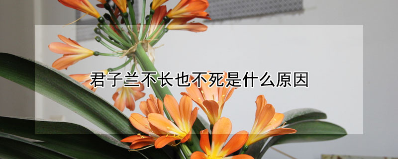 君子蘭不長(zhǎng)也不死是什么原因