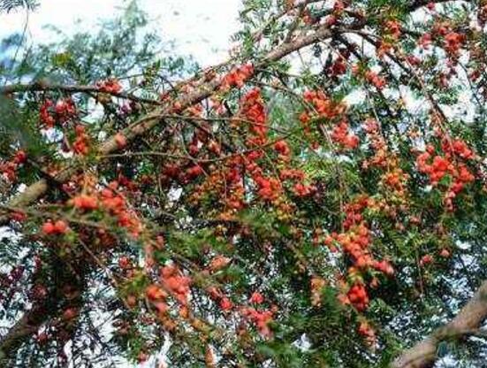 紅豆杉掉葉子是什么原因，六大辦法恢復(fù)茂盛