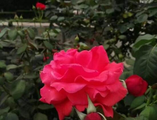 月季花花期是什么時(shí)候，月季花什么時(shí)候開花