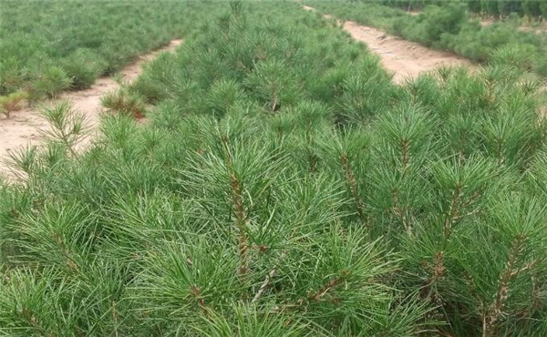 最新白皮松報(bào)價(jià)_小苗圖片價(jià)格_種植技術(shù)