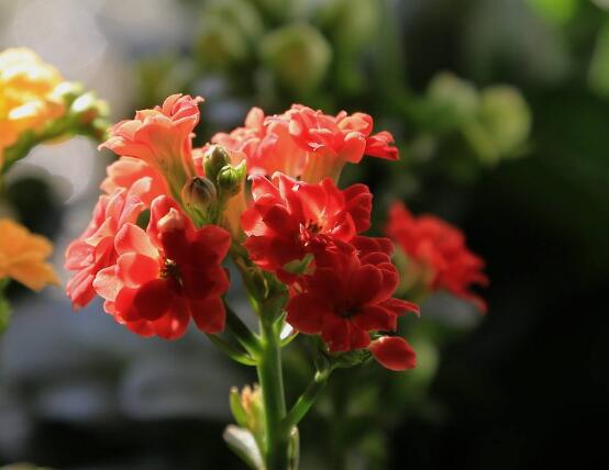 長(zhǎng)壽花可以放臥室嗎，長(zhǎng)壽花放臥室凈化空氣