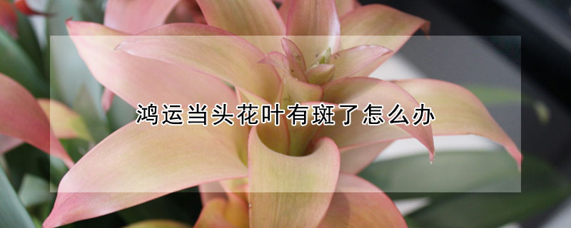 鴻運(yùn)當(dāng)頭花葉有斑了怎么辦