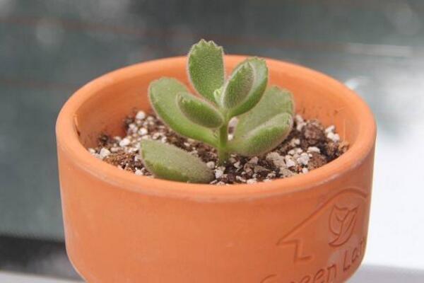 多肉熊童子的種植過程，熊童子種植詳細(xì)步驟介紹