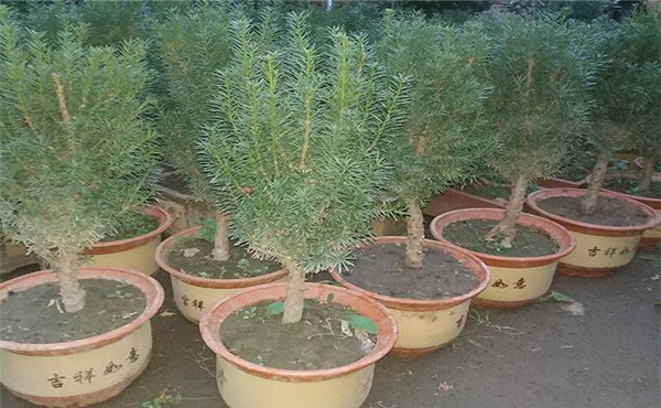 紅豆杉價(jià)格_盆景圖片_功效_藥用價(jià)值_作用