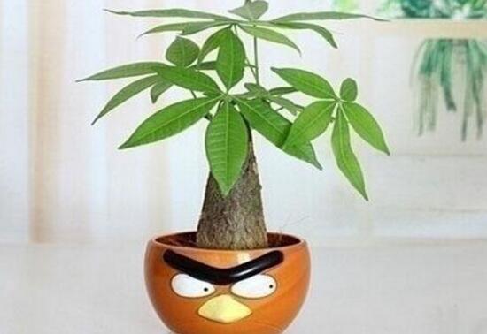 小發(fā)財樹為什么要砍頭，發(fā)財樹鋸掉后如何發(fā)芽