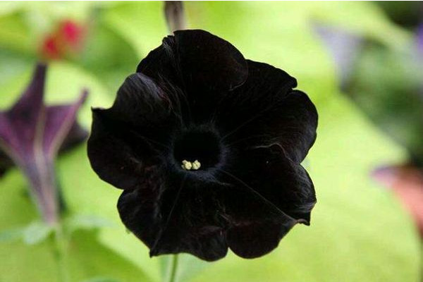 世界上花語(yǔ)最黑暗的花，黑玫瑰/水晶蘭等