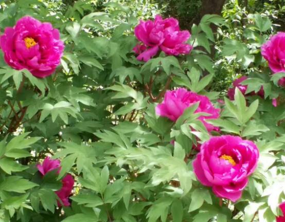 牡丹花什么時候開，牡丹花在每年5月開花(一年開一次)
