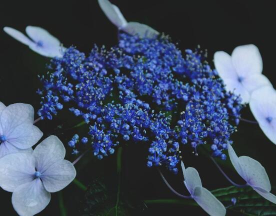 繡球花幾月扦插，二月萌芽扦插最佳