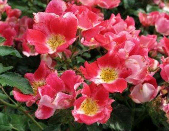 薔薇花有毒嗎，薔薇花可以種植在室內(nèi)嗎