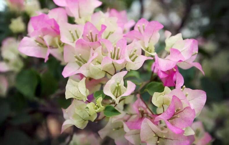 三角梅一年開幾次花，養(yǎng)護(hù)得當(dāng)整年開花