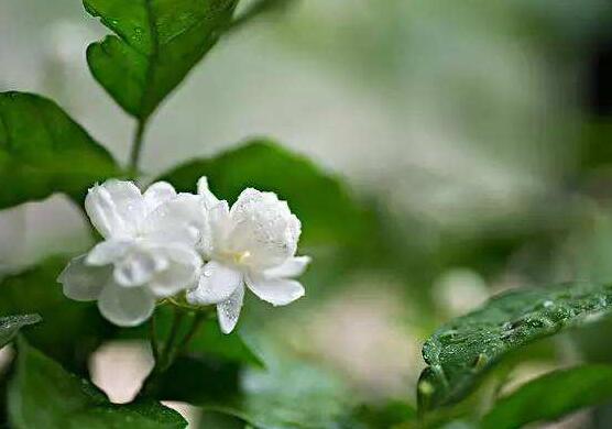 茉莉花的養(yǎng)殖方法和注意事項(xiàng)，老農(nóng)總結(jié)最實(shí)用八大養(yǎng)殖方法