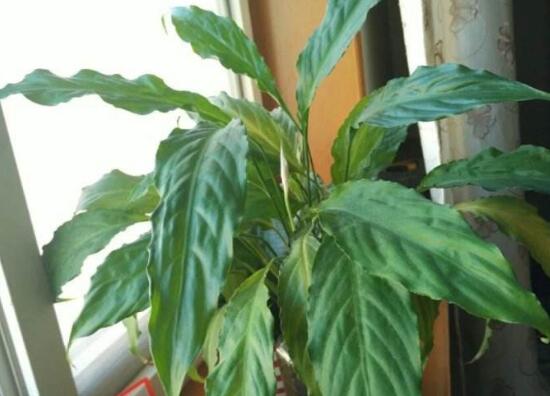 一帆風(fēng)順為什么不開花，一帆風(fēng)順不開花怎么辦