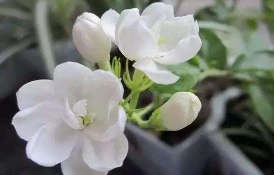 茉莉花怎么養(yǎng)，茉莉花養(yǎng)殖方法