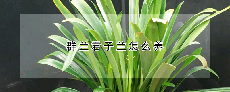 群蘭君子蘭怎么養(yǎng)