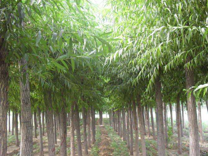 速生柳資料概述
