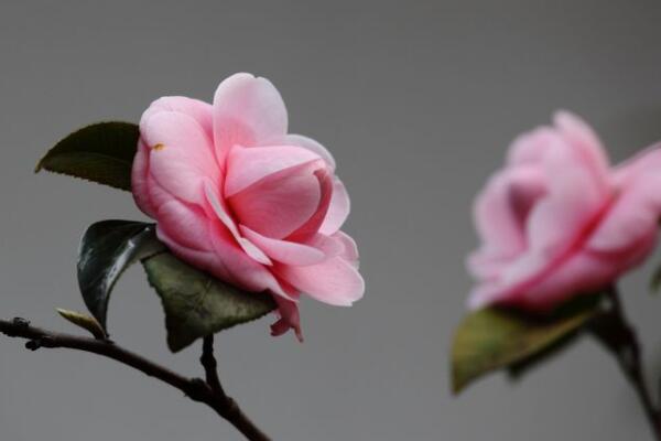 茶花被曬傷怎么補(bǔ)救