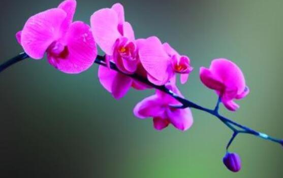 蝴蝶蘭花期過后怎么養(yǎng)，教你六種好方法來年花開爆盆