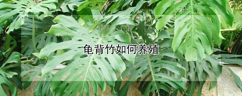 龜背竹如何養(yǎng)殖