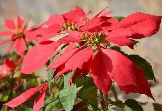 一品紅什么時候開花，一品紅在每年12月至翌年2月開花